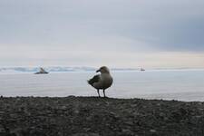 Skua - two Ice Breakers.JPG